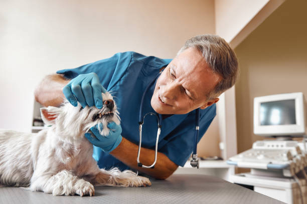 Best Urgent Dental Care in Cape St Claire, MD